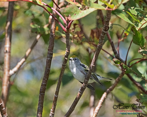 Chestnut-sided Warbler 300