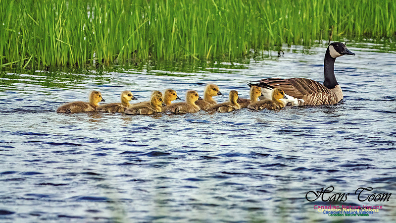 Canada Goose 101