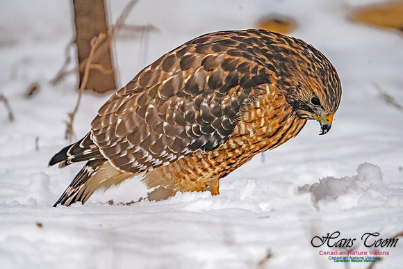 Red-Shouldered Hawk 903
