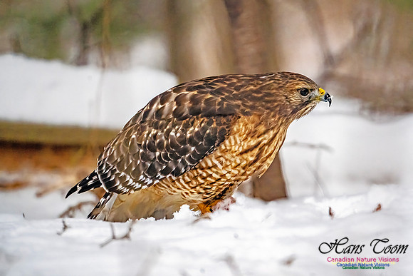 Red-Shouldered Hawk 905