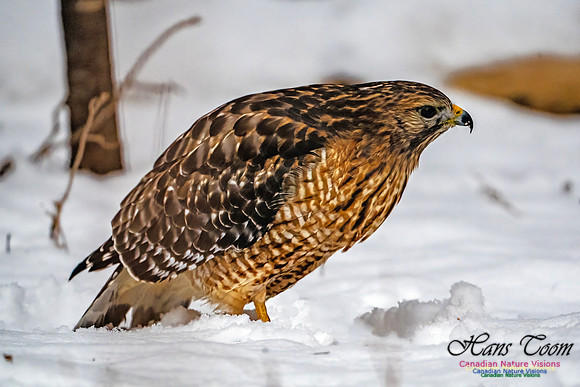Red-Shouldered Hawk 904