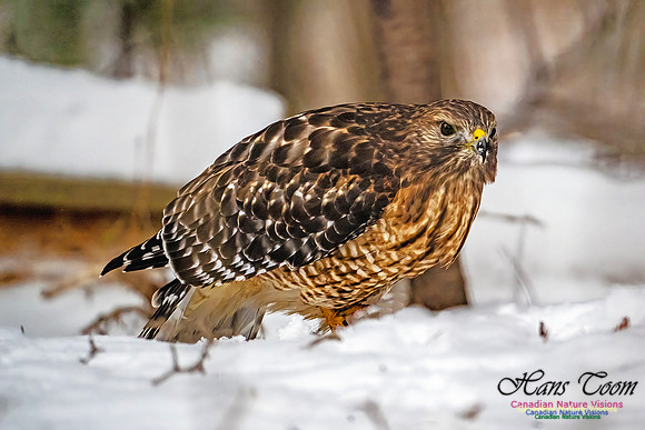 Red-Shouldered Hawk 906