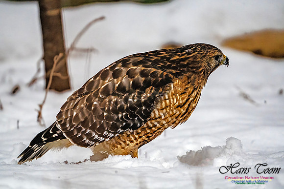 Red-Shouldered Hawk 902