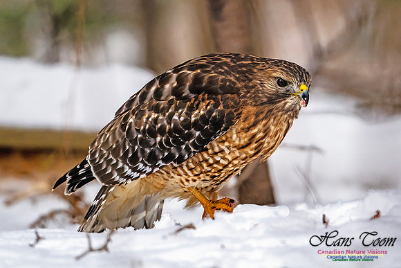 Red-Shouldered Hawk 907