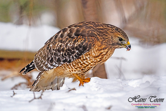 Red-Shouldered Hawk 908