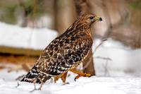 Red-shouldered Hawk
