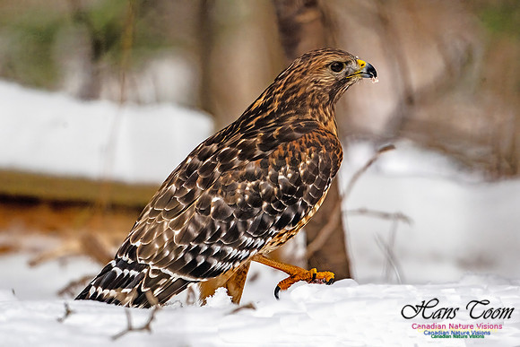 Red-Shouldered Hawk 909