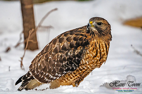 Red-Shouldered Hawk 900