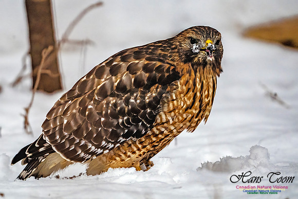 Red-Shouldered Hawk 901