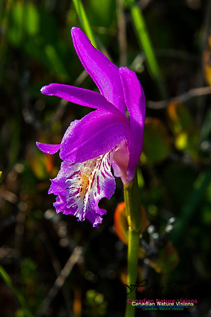 Dragons Mouth Orchid