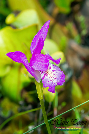 Dragons Mouth Orchid