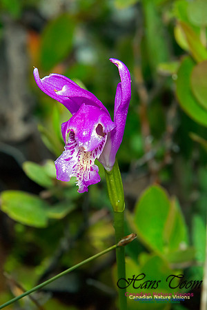 Dragons Mouth Orchid