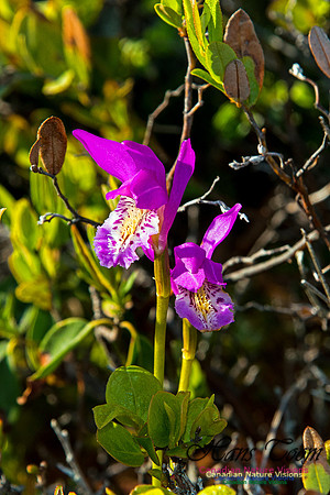 Dragons Mouth Orchid