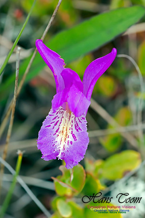 Dragon's Mouth Orchid