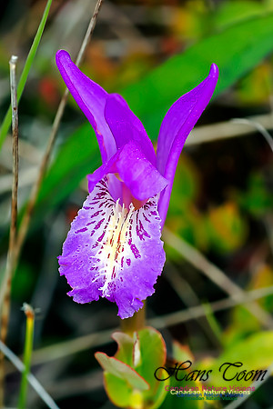 Dragon's Mouth Orchid