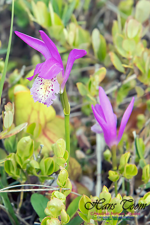 Dragon's Mouth Orchid