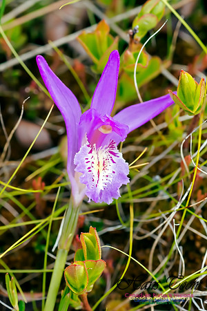 Dragon's Mouth Orchid