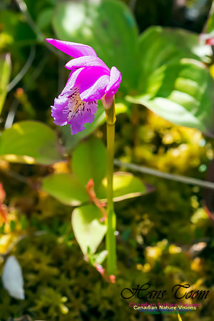 Dragons-mouth Orchid