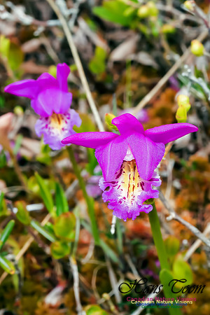 Dragons-mouth Orchid