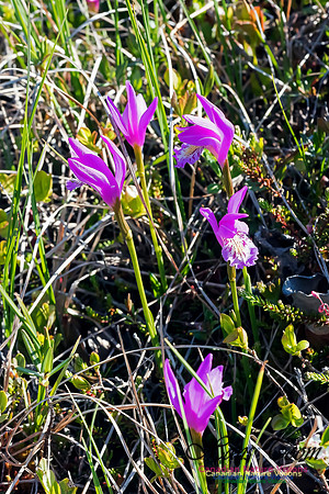Dragons Mouth Orchid