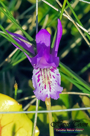 Dragons Mouth Orchid