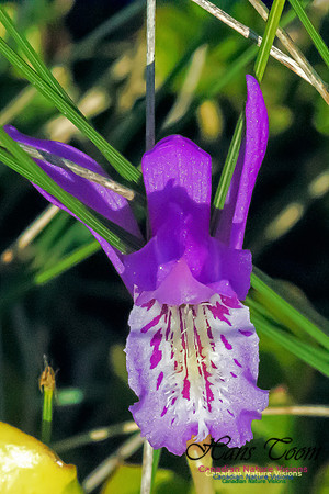 Dragons Mouth Orchid
