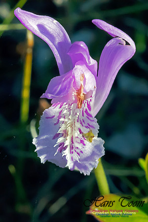 Dragons Mouth Orchid