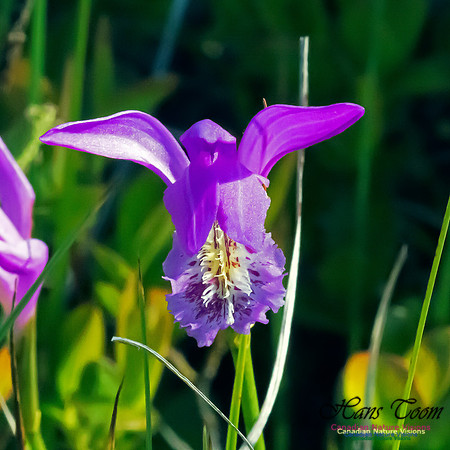 Dragons Mouth Orchid
