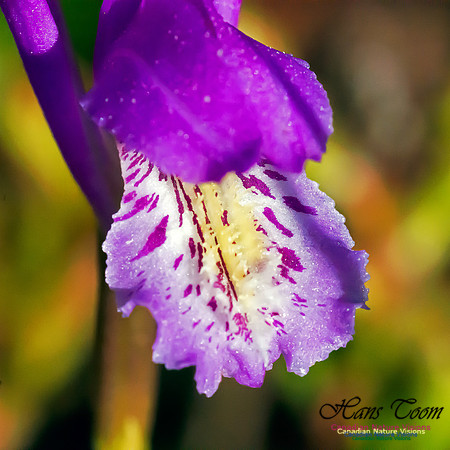 Dragons Mouth Orchid