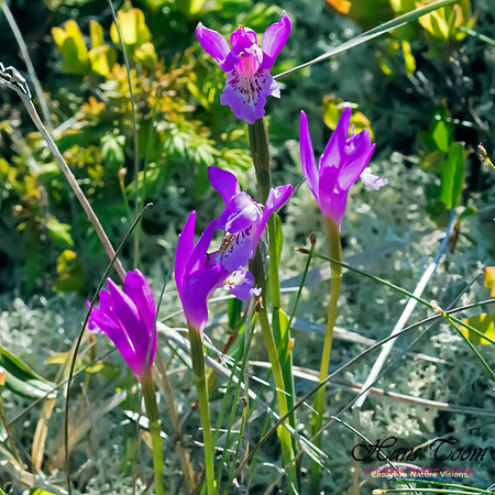 Dragons Mouth Orchid