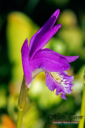 Dragons Mouth Orchid