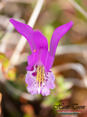 Dragon's Mouth Orchid 3