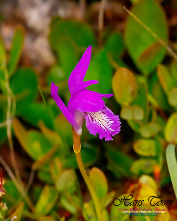 Dragon's Mouth Orchid 203