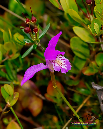 Dragon's Mouth Orchid 205