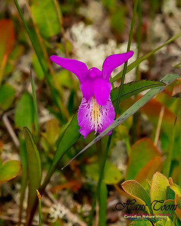 Dragon's Mouth Orchid 204