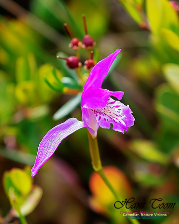 Dragon's Mouth Orchid 208
