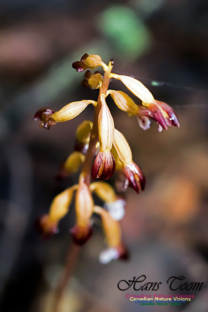 Coralroot Orchid