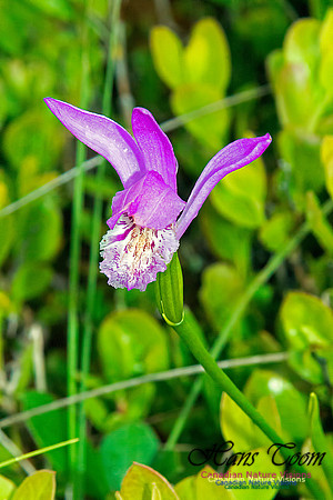 Dragons Mouth Orchid