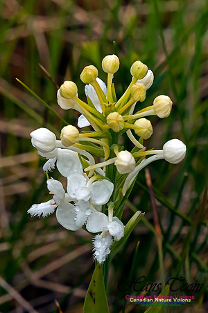 Fringed Bog Orchid