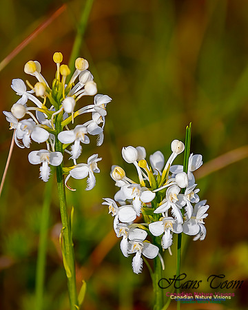 Fringed White Orchid 41