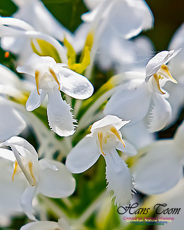 Fringed White Orchid 40