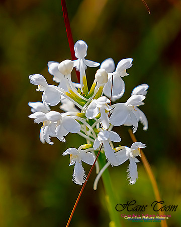 Fringed White Orchid 36
