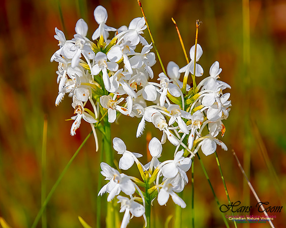 Fringed White Orchid 33