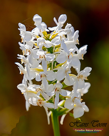 Fringed White Orchid 57