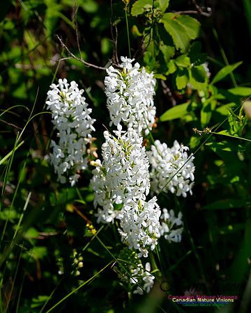 Fringed White Orchid 64