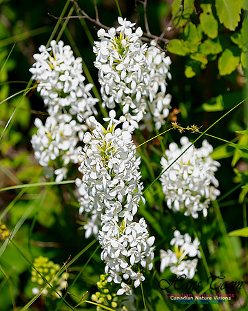 Fringed White Orchid 60