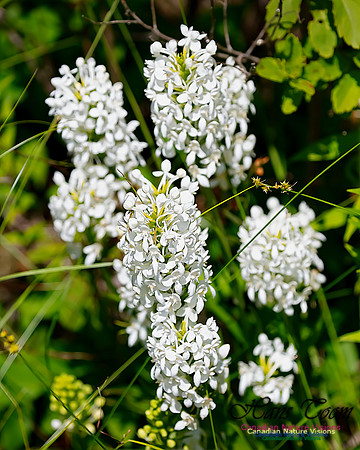 Fringed White Orchid 59