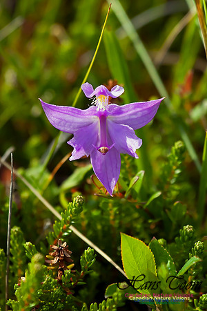 Grass Pink Orchid