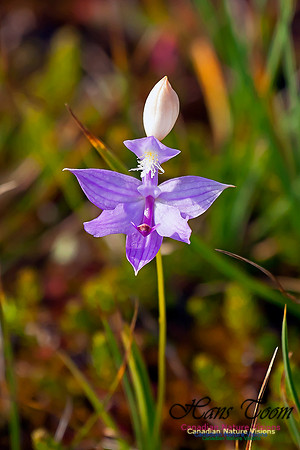 Grass Pink Orchid