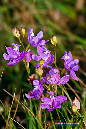 Grass Pink Orchid